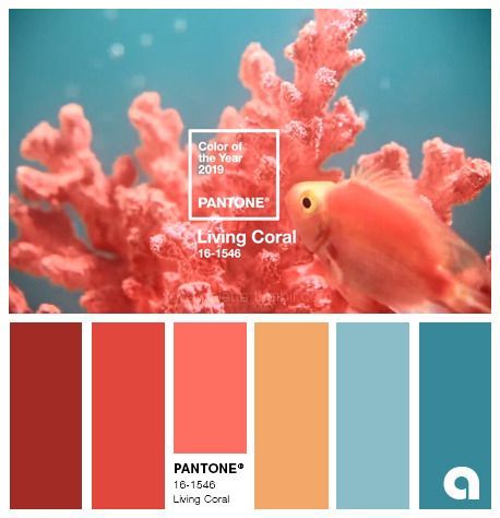 living coral couleur de l annee 2019